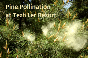 Pine pollination1
